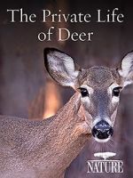 The Private Life of Deer