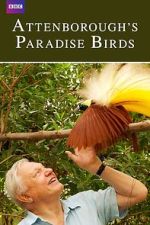 Attenborough's Paradise Birds