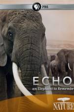 Echo: An Elephant to Remember