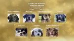 American Humane Hero Dog Awards: 10th Anniversary Celebration (TV Special 2020)