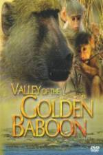 National Geographic Golden Baboons