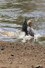 National Geographic Wild Blood River