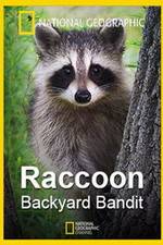 Raccoon: Backyard Bandit