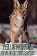 Yellowstone: Realm of the Coyote