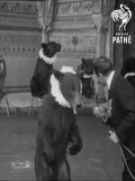 Watch Trained Bears 123movies