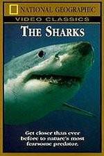 National Geographic The Sharks