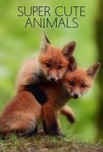 Super Cute Animals