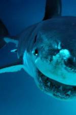 National Geographic. Shark attacks investigated