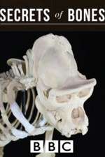 Watch Secrets of Bones 123movies
