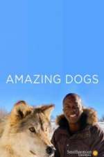 Amazing Dogs