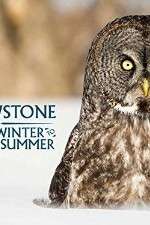 Yellowstone Wildest Winter to Blazing Summer