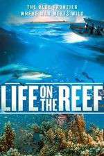 Life on the Reef