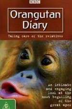 Orangutan Diary