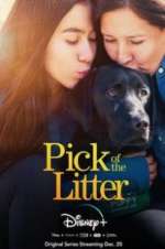 Watch Pick of the Litter 123movies