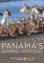 Panama's Animal Highway