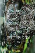 Insect Dissection How Insects Work