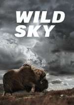 Watch Wild Sky 123movies