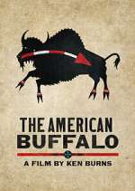 The American Buffalo